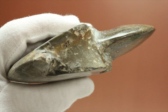 ゴニアタイトアンモナイト 欠けるところのないフォルム、珍しいシックなブラウンカラーに包