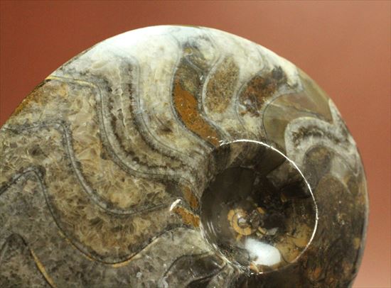 ゴニアタイトアンモナイト 欠けるところのないフォルム、珍しいシックなブラウンカラーに包
