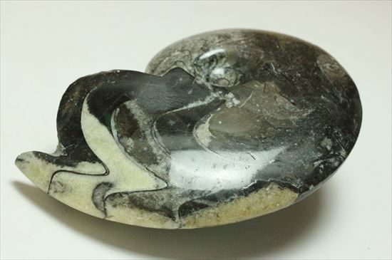 厚みのある一級品。白黒ツートンが美しいゴニアタイトアンモナイト(goniatite)（その4）