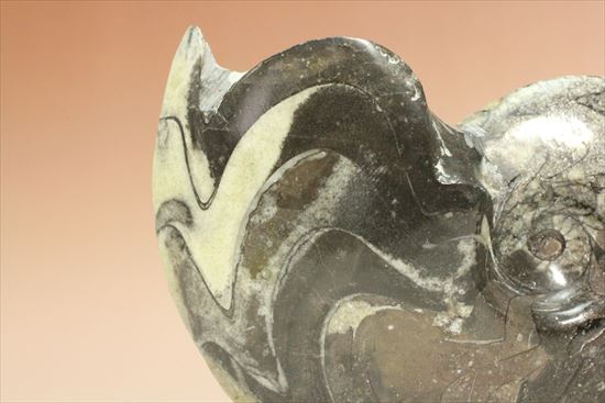 厚みのある一級品。白黒ツートンが美しいゴニアタイトアンモナイト(goniatite)(その8)