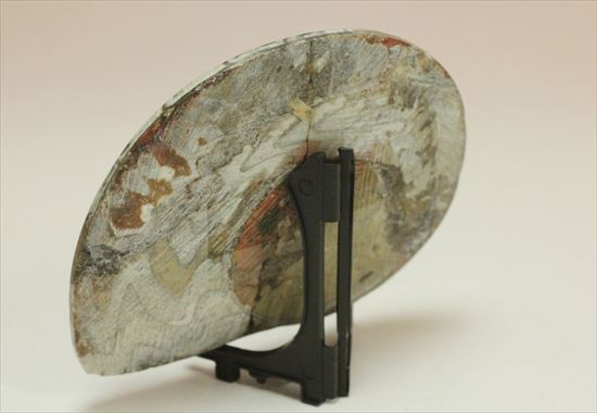 超レアカラ－、赤みを帯びたゴニアタイトアンモナイト(goniatite)（その4）
