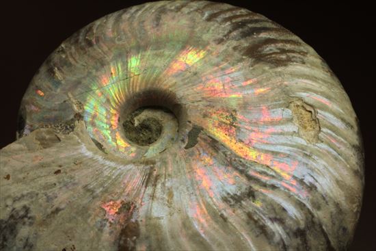 肋が美しいイリデッセンス（iridescence）を有するマダガスカル産ホワイトアンモナイト（その12）