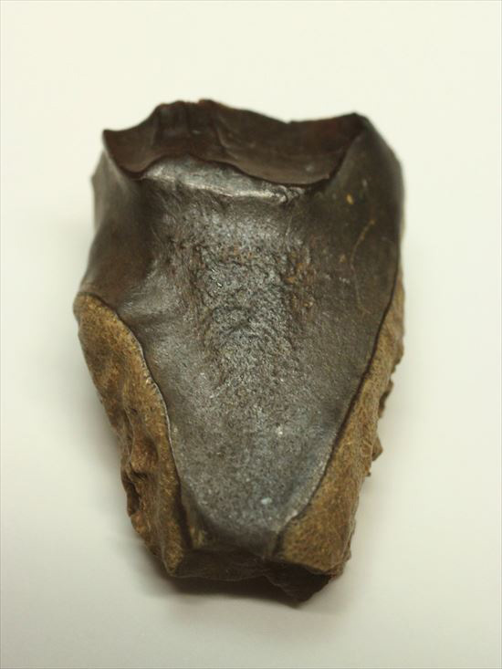 白亜紀の堅い植物をすりつぶしていたトリケラトプス歯化石(Triceratops tooth)（その1）