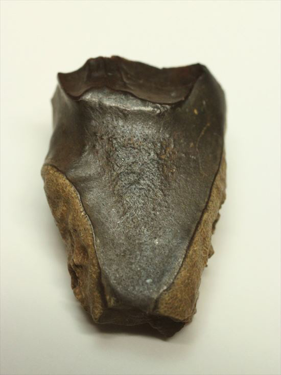 白亜紀の堅い植物をすりつぶしていたトリケラトプス歯化石(Triceratops tooth)(その1)