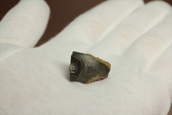 白亜紀の堅い植物をすりつぶしていたトリケラトプス歯化石(Triceratops tooth)(その2)