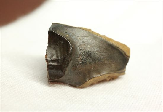 白亜紀の堅い植物をすりつぶしていたトリケラトプス歯化石(Triceratops tooth)(その3)