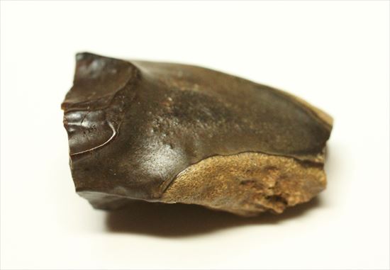 白亜紀の堅い植物をすりつぶしていたトリケラトプス歯化石(Triceratops tooth)（その4）