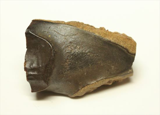 白亜紀の堅い植物をすりつぶしていたトリケラトプス歯化石(Triceratops tooth)(その5)