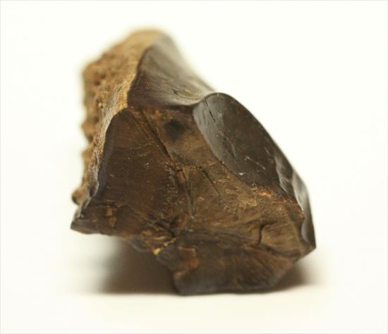 白亜紀の堅い植物をすりつぶしていたトリケラトプス歯化石(Triceratops tooth)（その6）