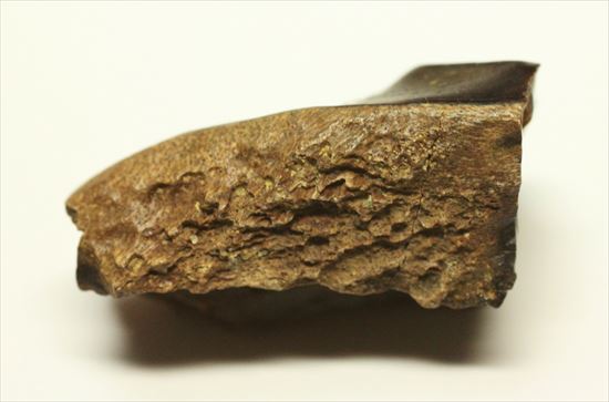 白亜紀の堅い植物をすりつぶしていたトリケラトプス歯化石(Triceratops tooth)（その7）