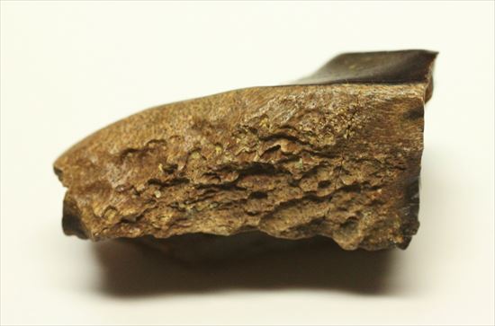 白亜紀の堅い植物をすりつぶしていたトリケラトプス歯化石(Triceratops tooth)(その7)