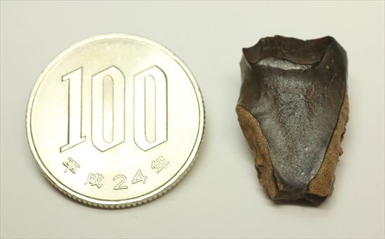 白亜紀の堅い植物をすりつぶしていたトリケラトプス歯化石(Triceratops tooth)(その8)