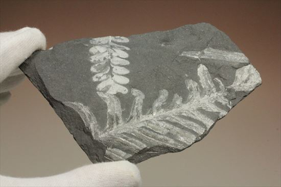 かたちがはっきり分かるシダ植物化石(Fern)(その5)