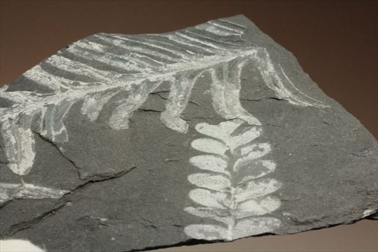 かたちがはっきり分かるシダ植物化石(Fern)（その8）
