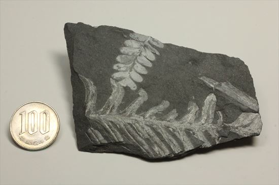 かたちがはっきり分かるシダ植物化石(Fern)（その9）