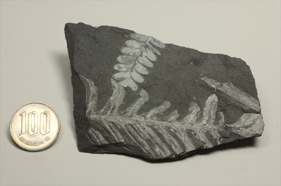かたちがはっきり分かるシダ植物化石(Fern)(その9)