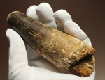 極厚、激重(150gオーバー)で抜群の存在感!これぞスピノサウルスの巨大歯化石(Spinosaurus)