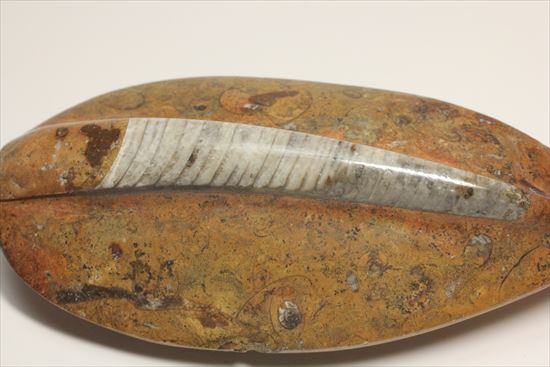 珍しい！浮かし彫りが楽しい！立体的なオルソセラス（直角石