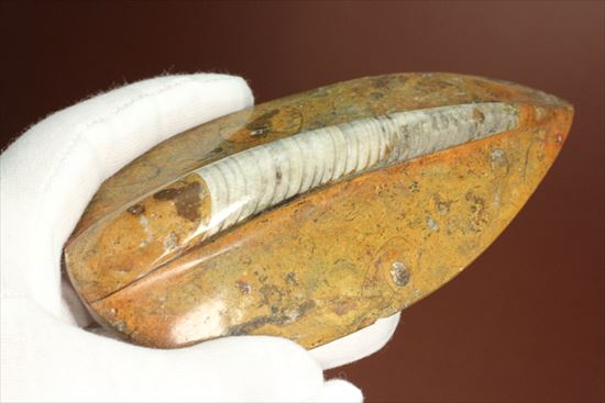 珍しい！浮かし彫りが楽しい！立体的なオルソセラス（直角石