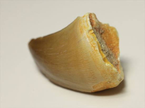 エナメルのシワまで確認できる、生々しいモササウルスの歯化石(Mosasaurus)(その3)