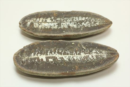 マッドボール型、石炭を原料となるはずだった古代のシダ植物化石（ノジュール標本）（その1）
