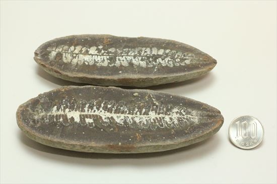 マッドボール型、石炭を原料となるはずだった古代のシダ植物化石（ノジュール標本）（その10）