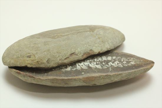マッドボール型、石炭を原料となるはずだった古代のシダ植物化石（ノジュール標本）（その3）
