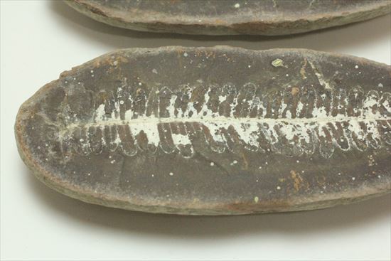 マッドボール型、石炭を原料となるはずだった古代のシダ植物化石（ノジュール標本）（その5）