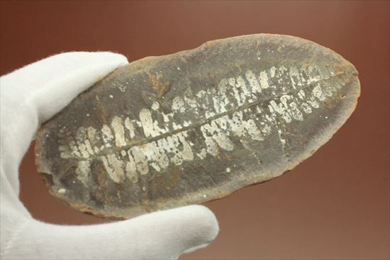 マッドボール型、石炭を原料となるはずだった古代のシダ植物化石（ノジュール標本）（その8）