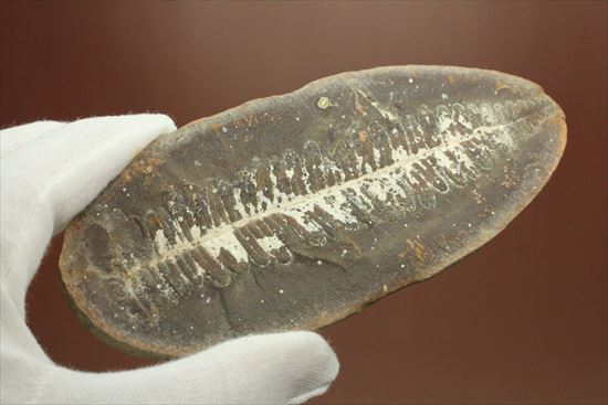 マッドボール型、石炭を原料となるはずだった古代のシダ植物化石（ノジュール標本）（その9）