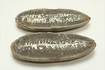 マッドボール型、石炭を原料となるはずだった古代のシダ植物化石（ノジュール標本）