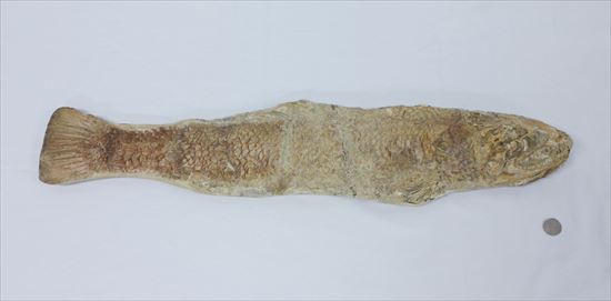 凶暴な顔面の造り！歯まで保存されているブラジル産魚化石（その13）