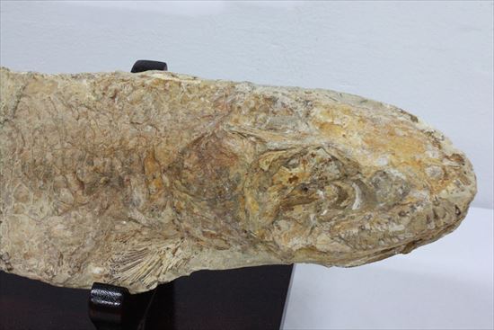 凶暴な顔面の造り！歯まで保存されているブラジル産魚化石（その3）
