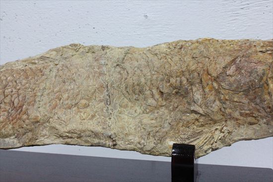 凶暴な顔面の造り！歯まで保存されているブラジル産魚化石（その4）
