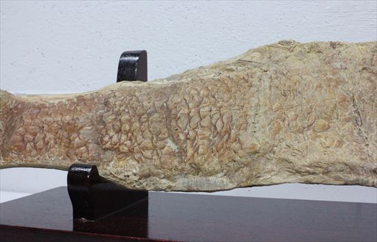 凶暴な顔面の造り！歯まで保存されているブラジル産魚化石（その5）