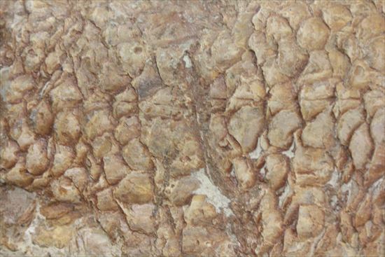凶暴な顔面の造り！歯まで保存されているブラジル産魚化石（その7）