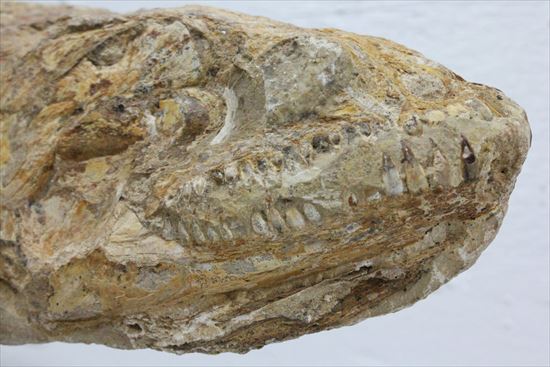 凶暴な顔面の造り！歯まで保存されているブラジル産魚化石（その8）