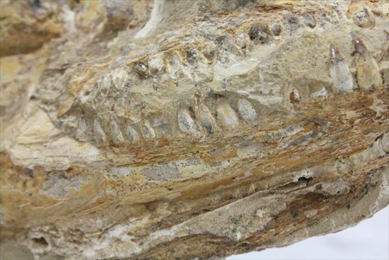 凶暴な顔面の造り！歯まで保存されているブラジル産魚化石（その9）