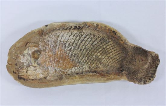 鱗の保存状態が絶品！?希少なブラジル産魚化石（その1）