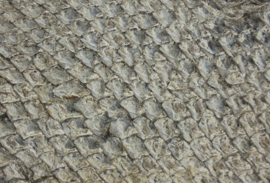 希少なブラジル産魚化石。全長50cmを超える大物。(その10)