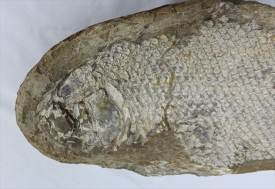 希少なブラジル産魚化石。全長50cmを超える大物。(その3)