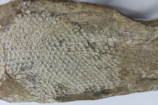 希少なブラジル産魚化石。全長50cmを超える大物。(その4)