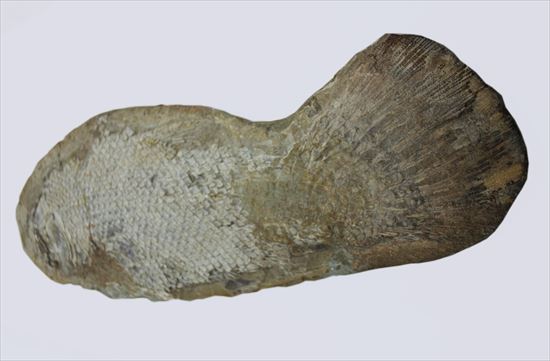 希少なブラジル産魚化石。全長50cmを超える大物。(その7)