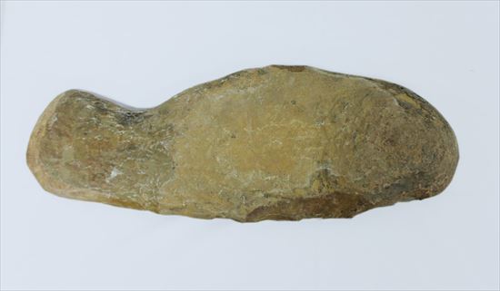 希少なブラジル産魚化石。全長50cmを超える大物。(その8)