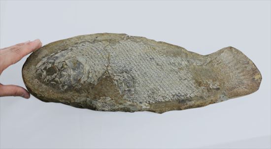 希少なブラジル産魚化石。全長50cmを超える大物。(その9)