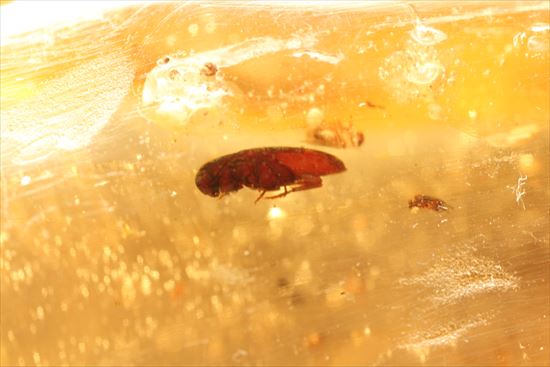 ゴキブリ?からクモまで、多種多様な虫を内包する超ロングサイズのコーパル(その10)