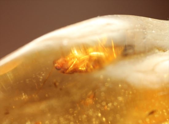 ゴキブリ?からクモまで、多種多様な虫を内包する超ロングサイズのコーパル(その11)