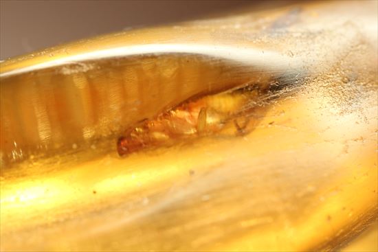 ゴキブリ?からクモまで、多種多様な虫を内包する超ロングサイズのコーパル(その12)
