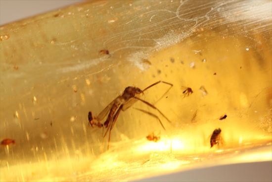 ゴキブリ?からクモまで、多種多様な虫を内包する超ロングサイズのコーパル(その13)