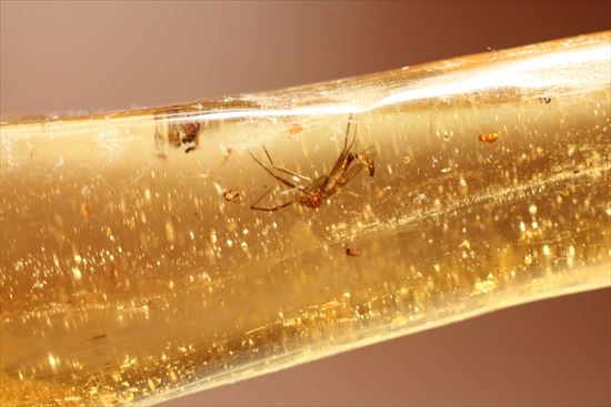 ゴキブリ?からクモまで、多種多様な虫を内包する超ロングサイズのコーパル(その17)